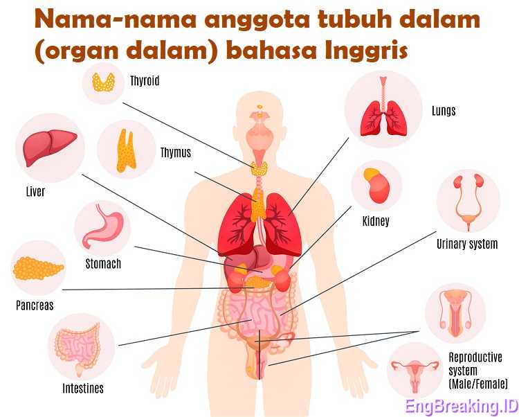 Nama-nama anggota tubuh dalam (organ dalam) bahasa Inggris